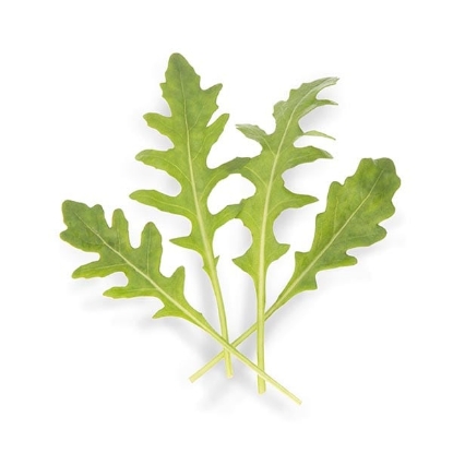 Picture of Rocket Athena Tz1441